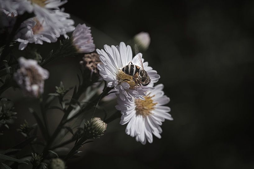 Bee on a flower collecting nectar by Martin Köbsch