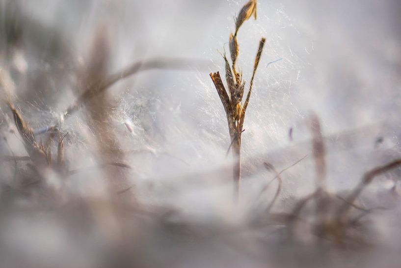 schneebedeckt von Tania Perneel