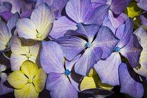Blüte