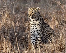 leopard by luc Utens