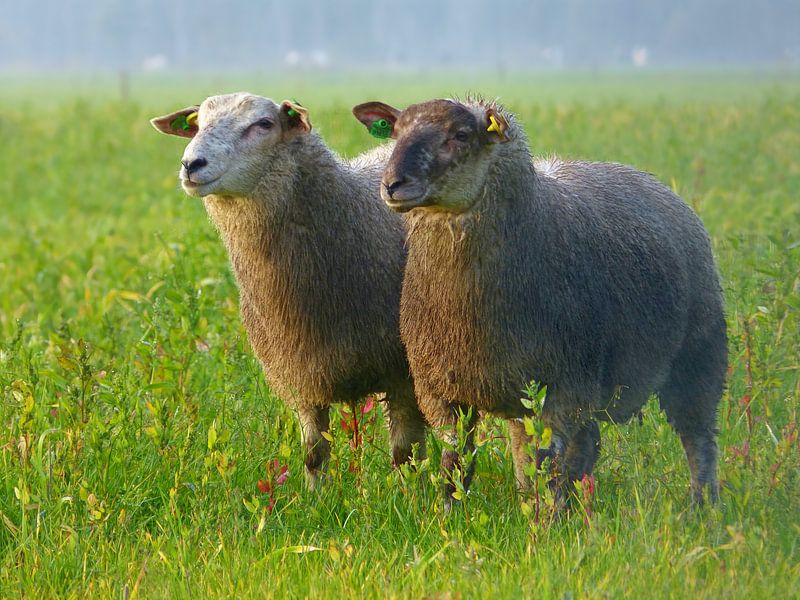 Sisters.... (Two Sheep) by Caroline Lichthart