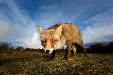 Curious fox  sur Pim Leijen
