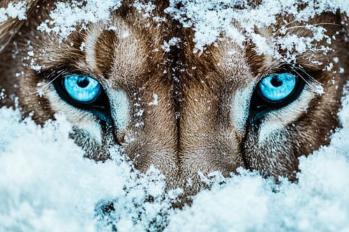 Leeuw close-up met blauwe ogen