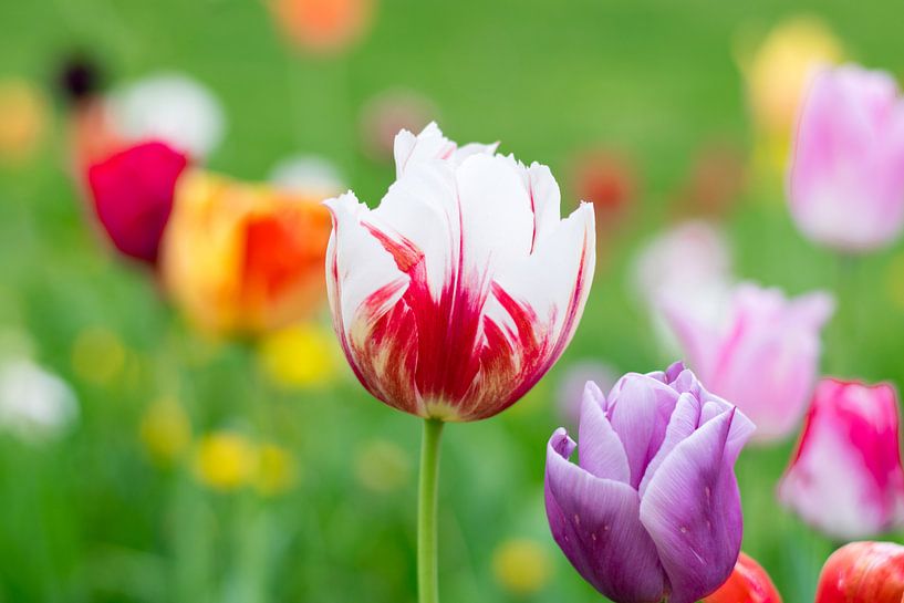 Painted Tulip by Ineke Timmermans