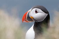 Puffin portrait