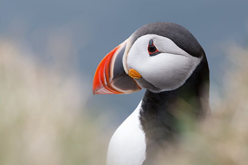Puffin portrait by Iris Waanders