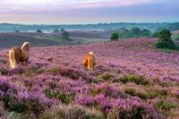 Horses on the purple heather near the Posbank