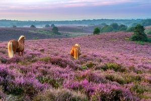 Paarden op de paarse heide bij de Posbank van Dennisart Fotografie