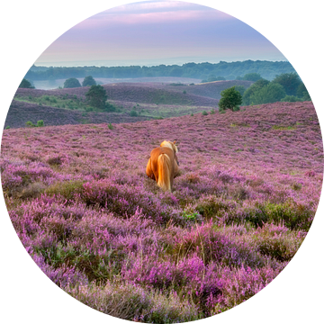 Paarden op de paarse heide bij de Posbank van Dennisart Fotografie