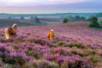 Horses on the purple heather near the Posbank by Dennisart Fotografie