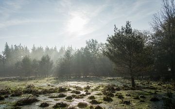 De ochtend begint in prachtige natuur van Mart Houtman