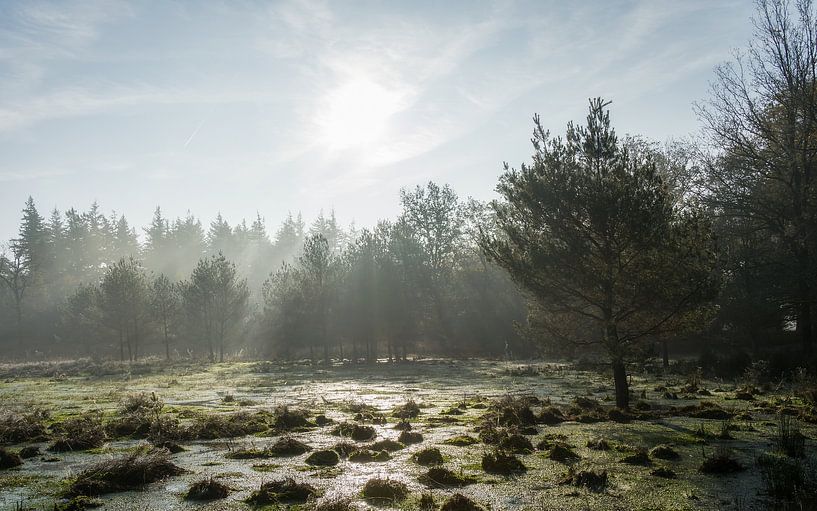 The morning begins in beautiful nature by Mart Houtman