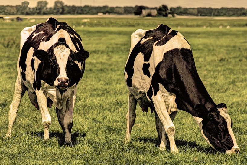 Zwartbont Koeien in de Weiland Oud van Hendrik-Jan Kornelis