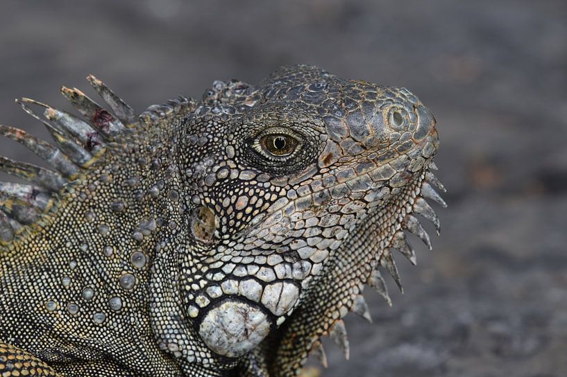 Groene leguaan (Iguana iguana) von Frank Heinen