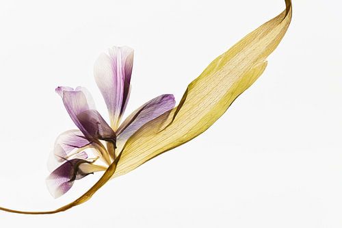 Surfing - The fingerprint of leaves