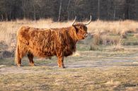 Schotse Hooglander van Debbie Rijnders thumbnail