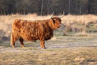 Scottish Highlander