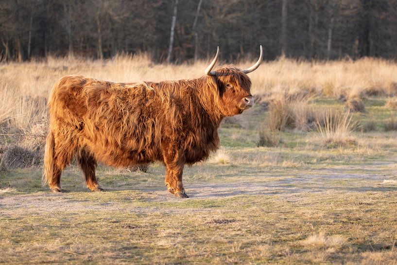 Schotse Hooglander van Debbie Rijnders