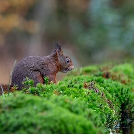 Animal photography - Squirrel... / Squirrel... by Bert v.d. Kraats Fotografie
