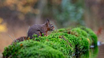 Dierenfotografie - Eekhoorn... / Squirrel... van Bert v.d. Kraats Fotografie