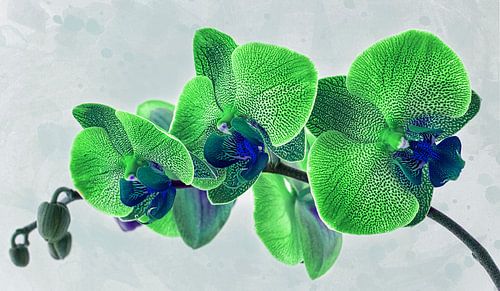 Green orchid by Rietje Bulthuis