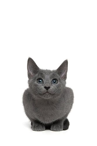 Niedliches graues russisch-blaues Kätzchen, das mit einem breiten Lächeln nach oben schaut, isoliert