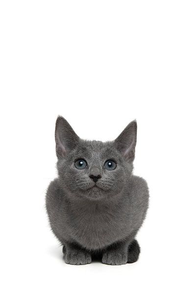 Cute grey Russian blue kitten looking up with a big smile isolat by Elles Rijsdijk