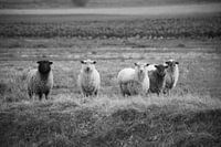 Schapen in de wei