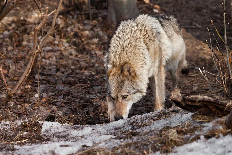 Wolfsweibchen schnüffelt Spuren der Jagd im Frühlingswald Grauer Wolf im Wald im zeitigen Frühjahr.  von Michael Semenov