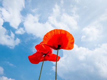 Mohnblumen gegen blauen bewölkten Himmel von Jack Tummers