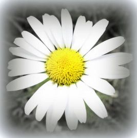 Gänseblümchen by Annabella Rharbaoui