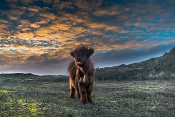 Petit Highlander sur Ferdinand Mul