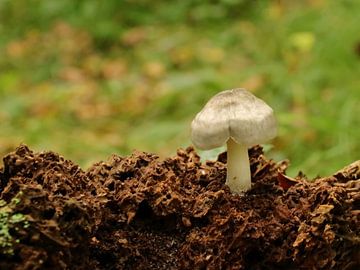 Mushroom on tree trunk