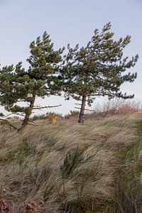 Le vent et les arbres à Terschelling sur Lydia