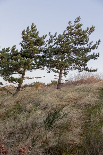 Wind und Bäume auf Terschelling von Lydia
