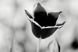 Black tulip with a black and white background by Elinena