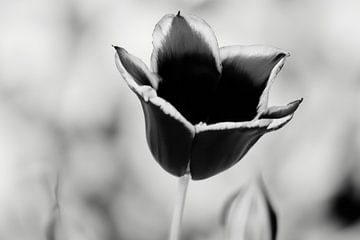 Zwarte tulp met een zwart wit achtergrond van Nicole