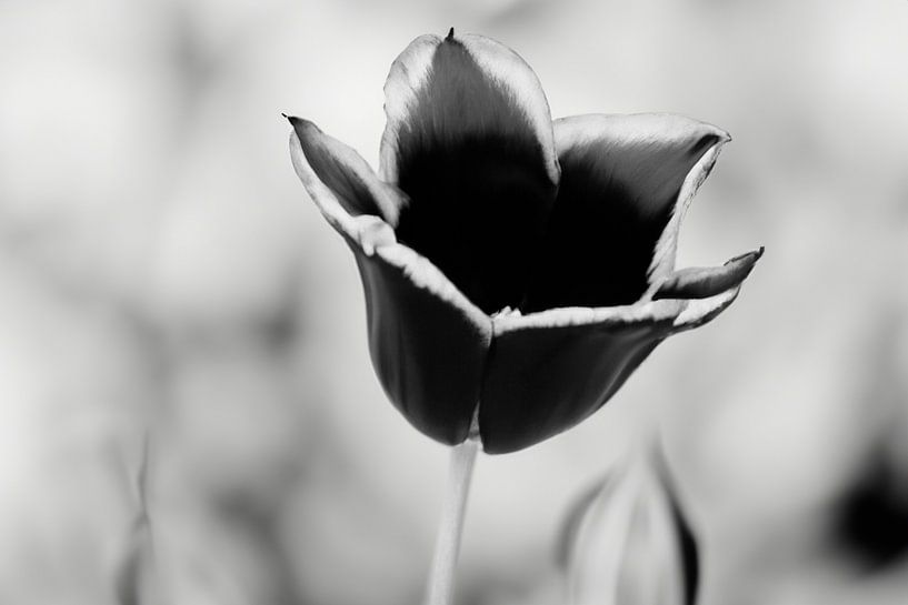 Black tulip with a black and white background by Nicole