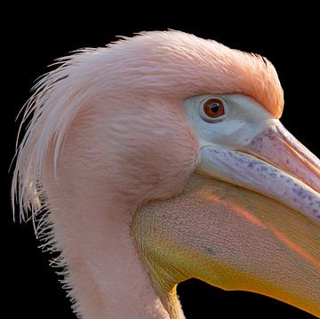 Close-up pelikaan van Eelke Cooiman