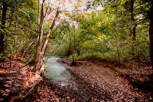 Wald von Egon Zitter