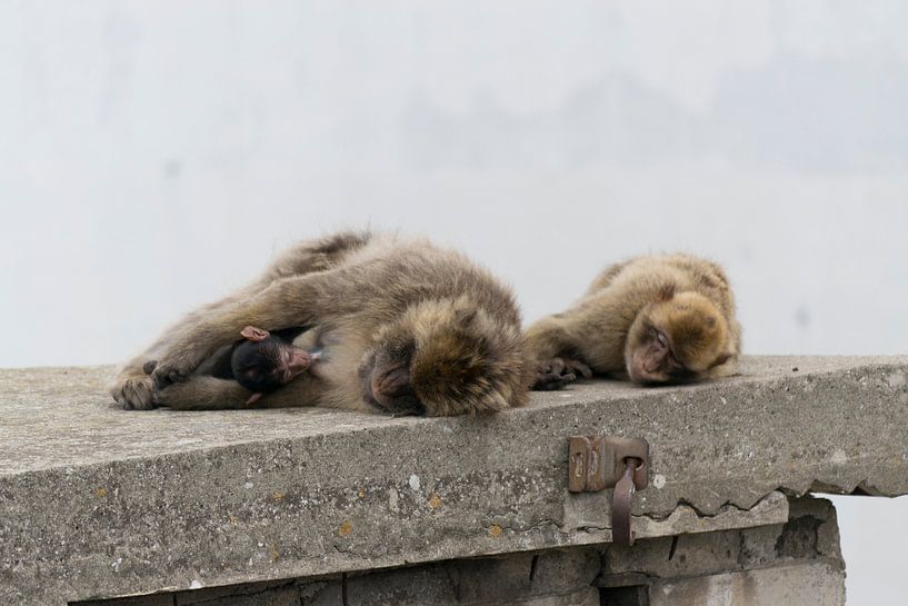 Berberapen met babyaapje op de Rots (bergtop) van Gibraltar von Lars Bruin