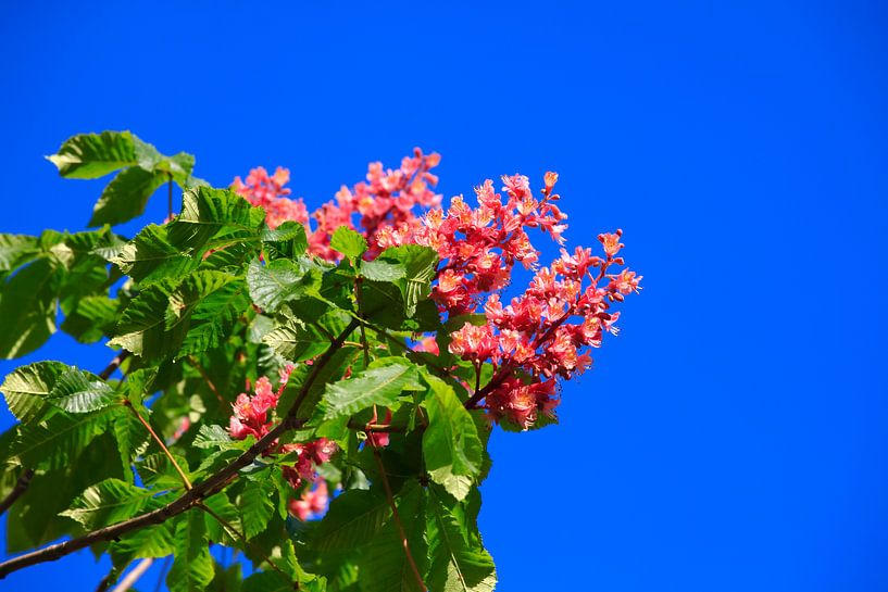 Kastanienblüte von Thomas Jäger