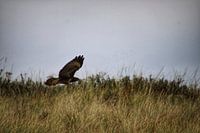 Flies through dunes