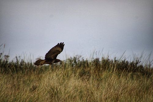 Fliegt durch die Dünen