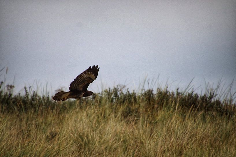 Flies through dunes by Annet Perdijk