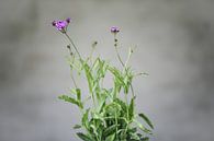 Verbena by Carla Van Iersel thumbnail