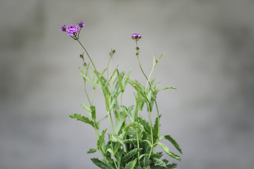 Verbena van Carla Van Iersel