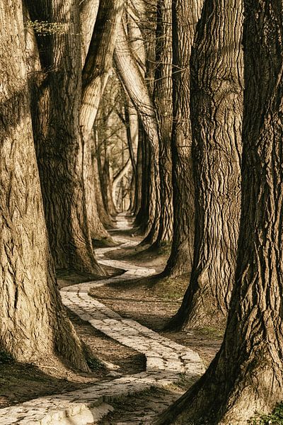 Chemin d'enroulement par Lars van de Goor