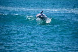 Umdrehen von Frank's Awesome Travels