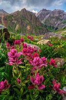 San Juan Mountains Photo - Indian Paintbrush Wildflower Picture, Ouray Colorado Wall Art, Mountain Photography, Landscape Photography Print